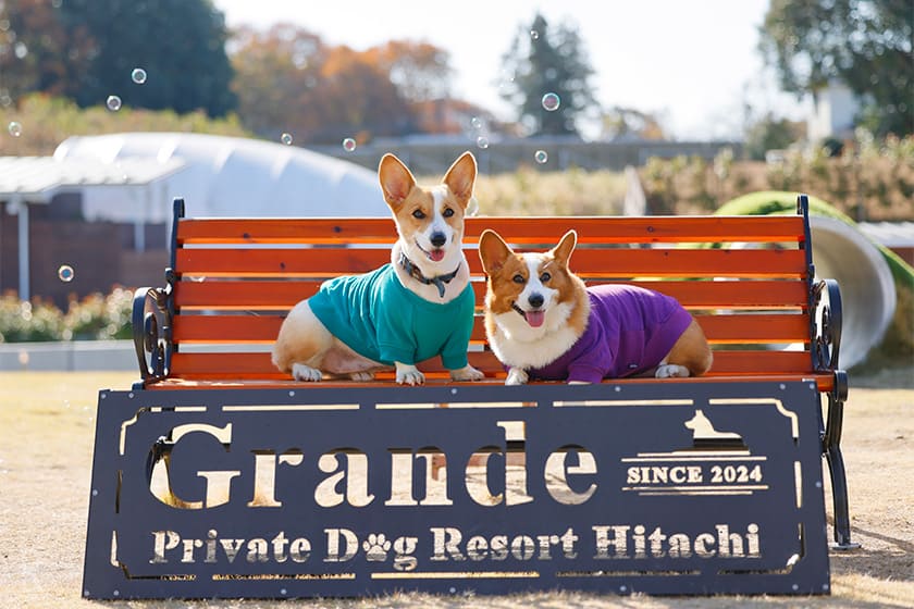 どこを切り取っても配慮が行き届いた「グランデ プライベートドッグリゾート常陸」は、まさにドッグリゾートの名にふさわしい楽園でした。
