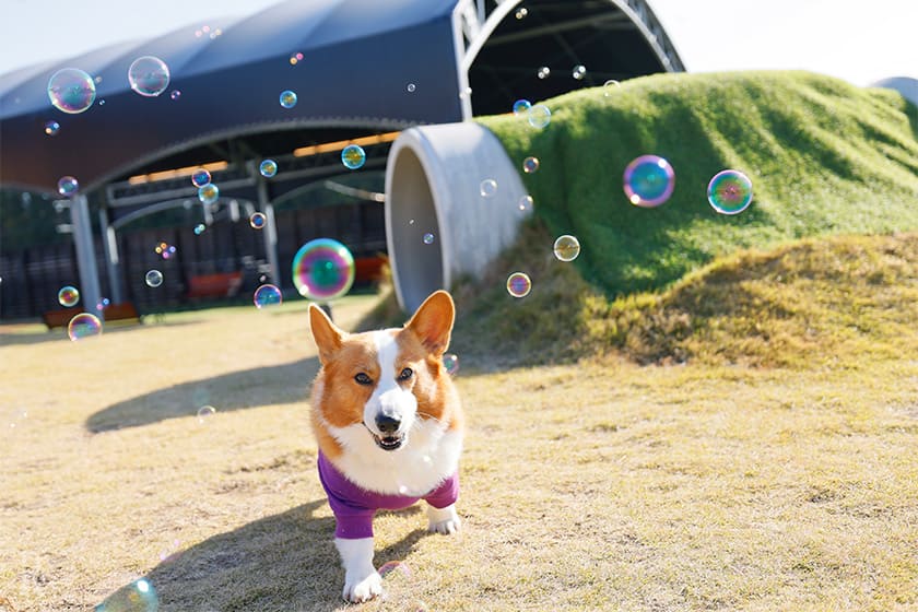 時間帯によってはシャボン玉が出る演出も