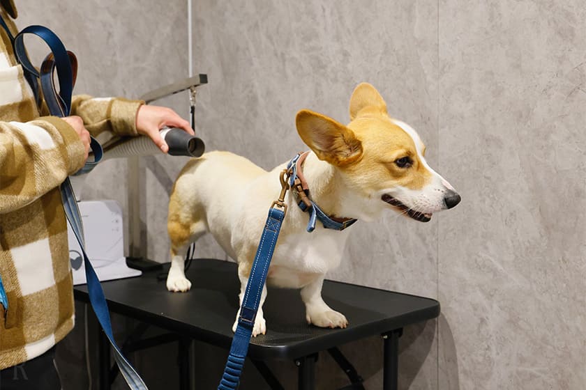 宿泊ゲスト専用のグルーミングルームも完備！