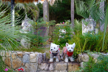 淡路島にある『カリコリゾート』をいぬやどアンバサダーのルアナリノがお届けします！