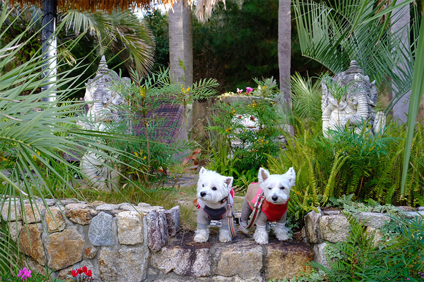 淡路島にある『カリコリゾート』をいぬやどアンバサダーのルアナリノがお届けします！