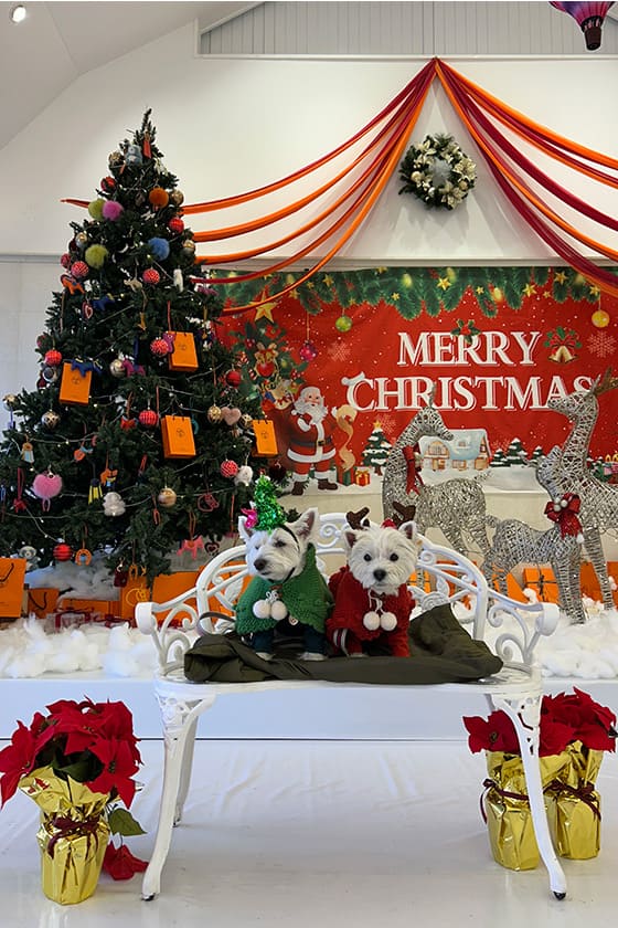 本格的なフォトスポットも！