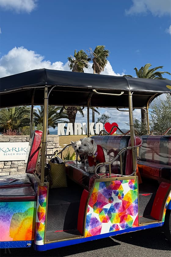 トゥクトゥクに乗った愛犬たち