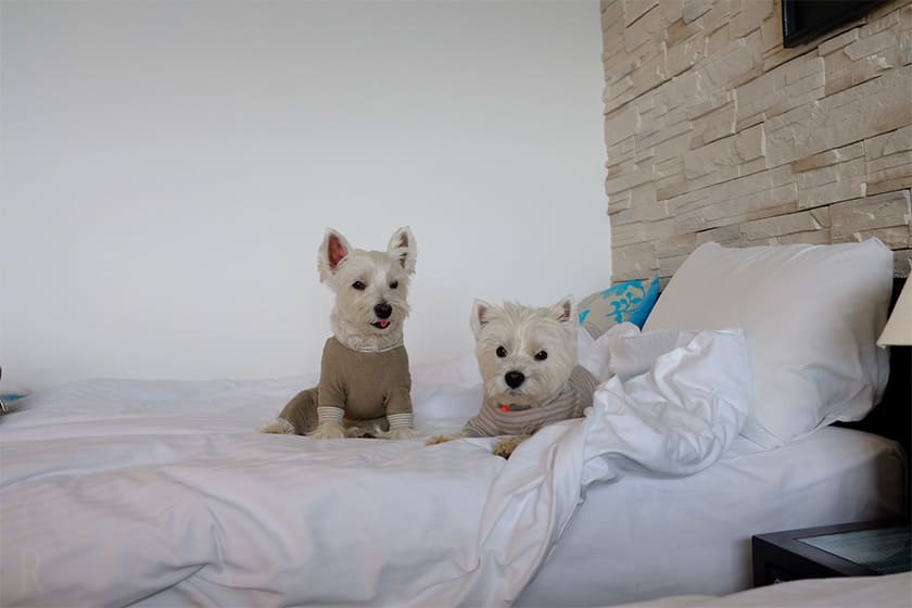 ベッドでくつろぐ愛犬たち