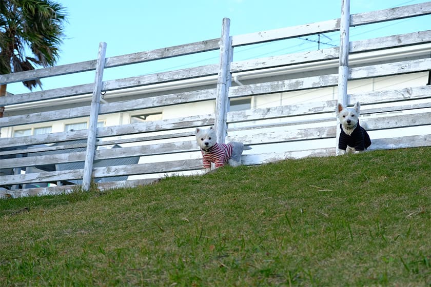 海を望む天然芝のドッグラン