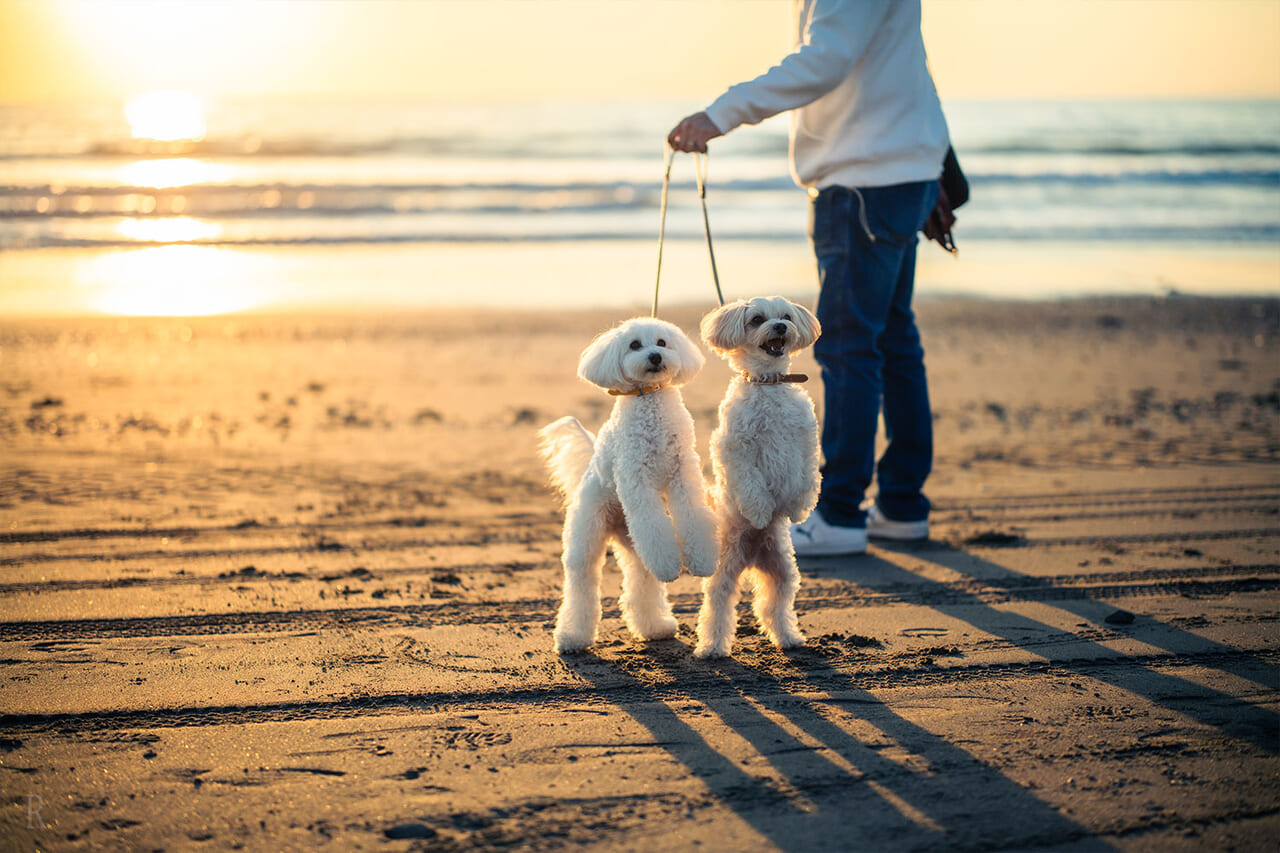 徒歩2分の絶好のロケーション「岩井海岸」