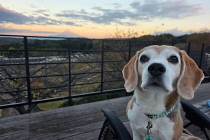 「中伊豆EAST WINDS VILLAGE」で愛犬と一緒に 美食と絶景のワイナリーグランピング体験