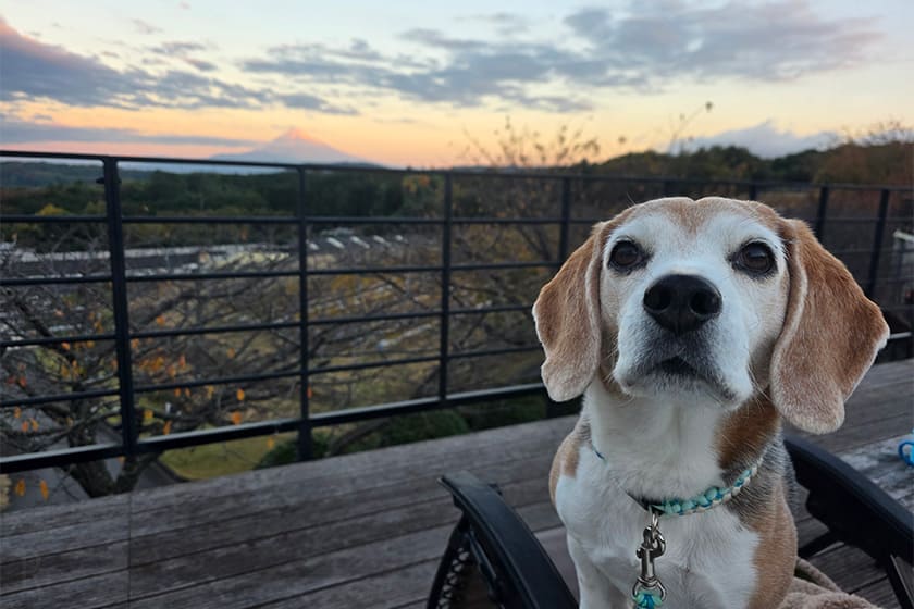 「中伊豆EAST WINDS VILLAGE」で愛犬と一緒に 美食と絶景のワイナリーグランピング体験