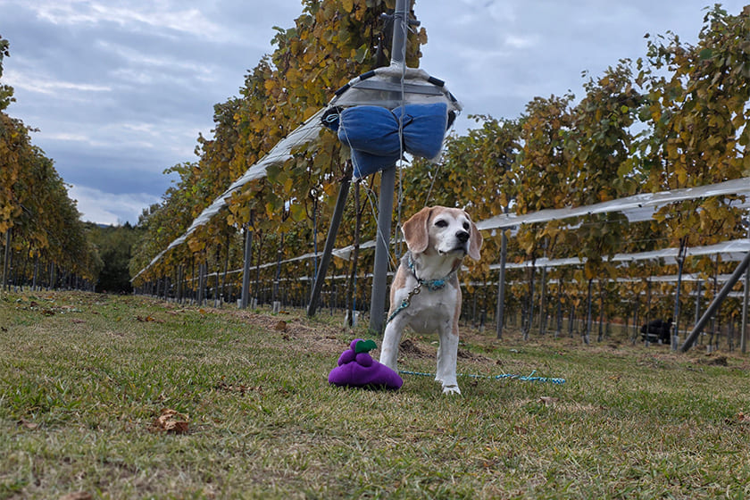ぶどう畑をわんこと散歩する非日常体験