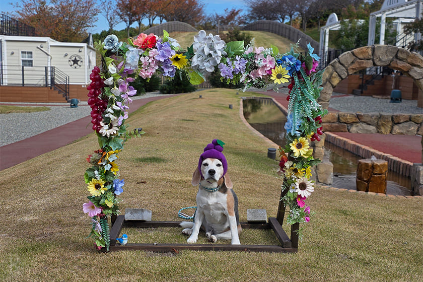 わんこ用のフォトスポットで記念撮影