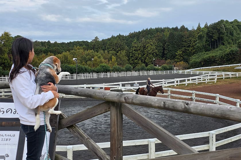 乗馬体験ができるエリアで乗馬見学