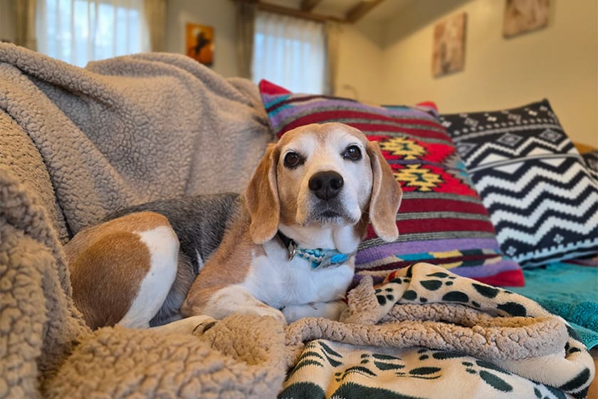 アメリカンスタイルのお部屋で海外気分