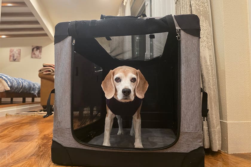 わんこのアメニティも充実