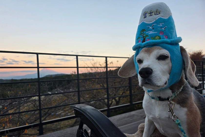 ルーフトップテラスはぶどう畑越しに富士山や満天の星空を望める特等席