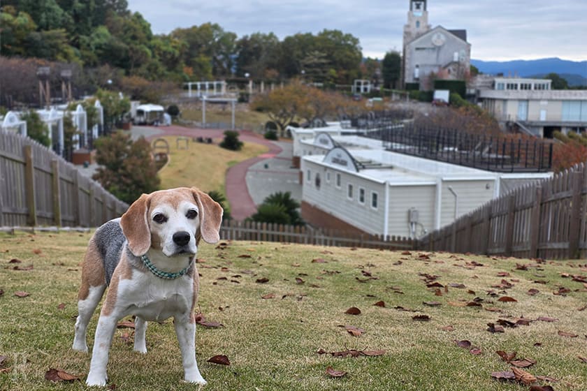 起伏のある広大な共用ドッグランにジョージも大はしゃぎ
