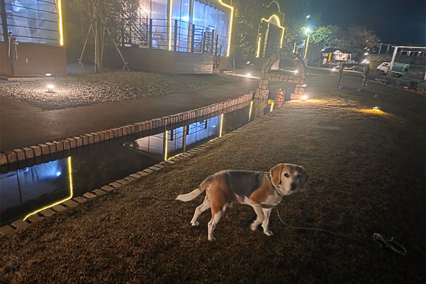 静かな夜を愛犬と一緒に楽しむ贅沢な時間