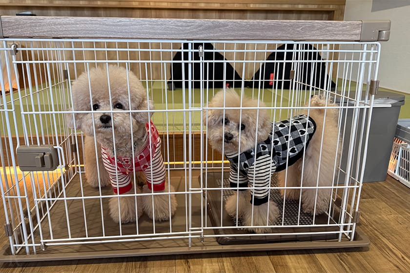大きなケージに入った愛犬たち