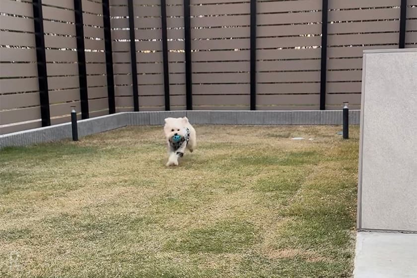 天然芝のドッグランで愛犬も楽しそう！