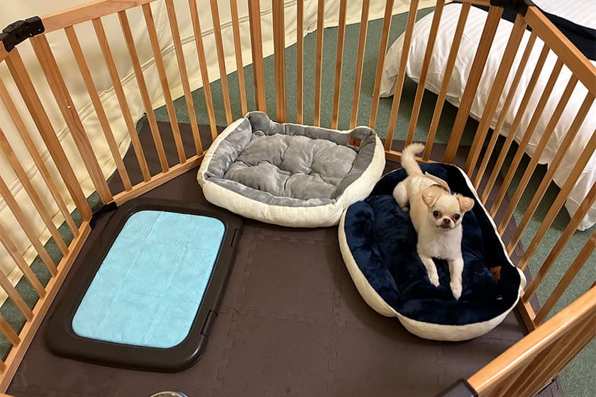 就寝時わんこはサークルの中に