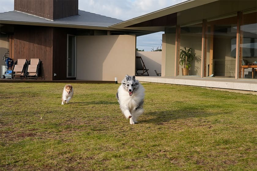 敷地内には専用のプライベートドッグランがあり、りんおとたちは大はしゃぎ。