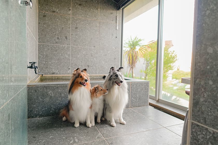 愛犬と一緒に天然温泉を楽しむ贅沢