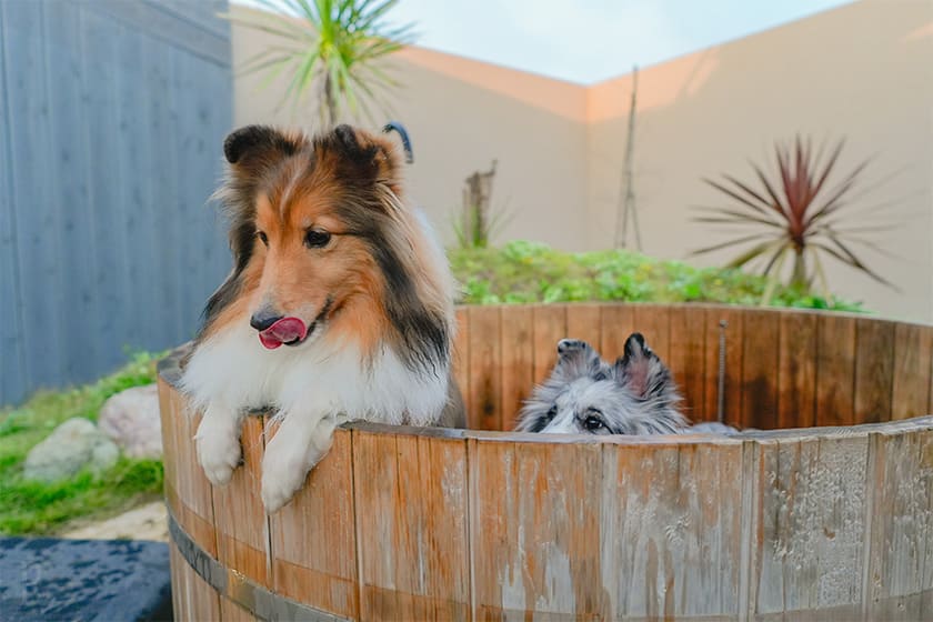愛犬用のバスタブ