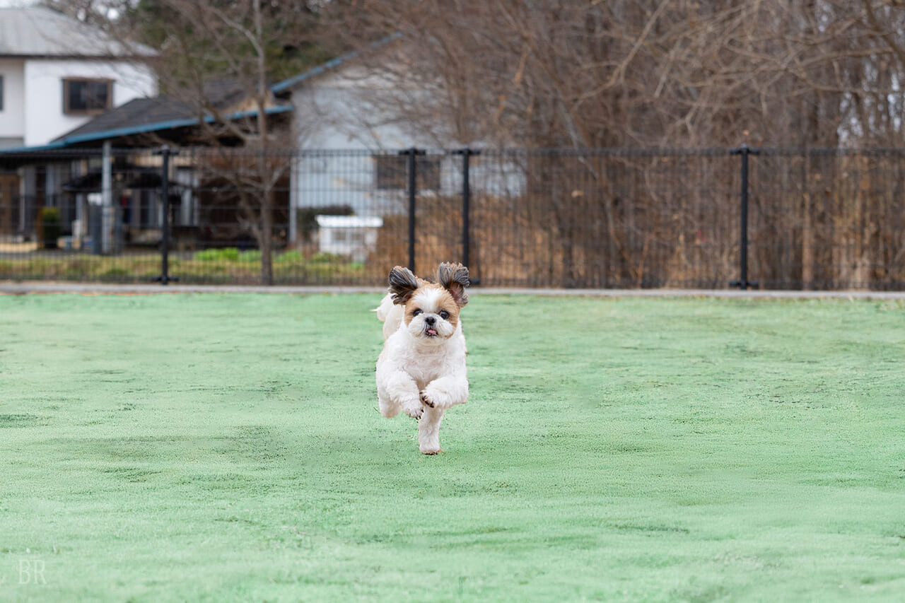 家族、愛犬との調和を求めた”ここにしかない”プライベートリゾート