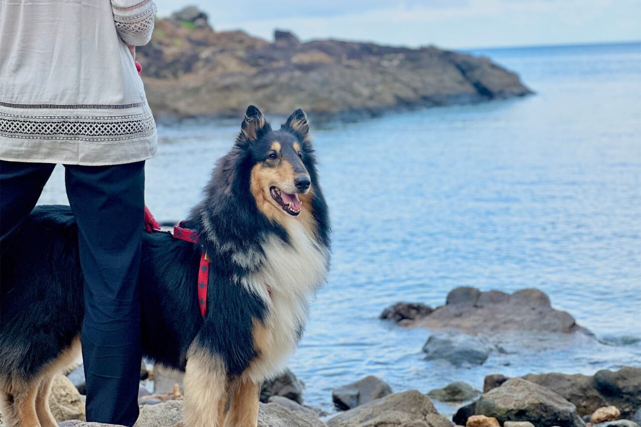 愛犬と過ごす、伊豆の多様なロケーション
