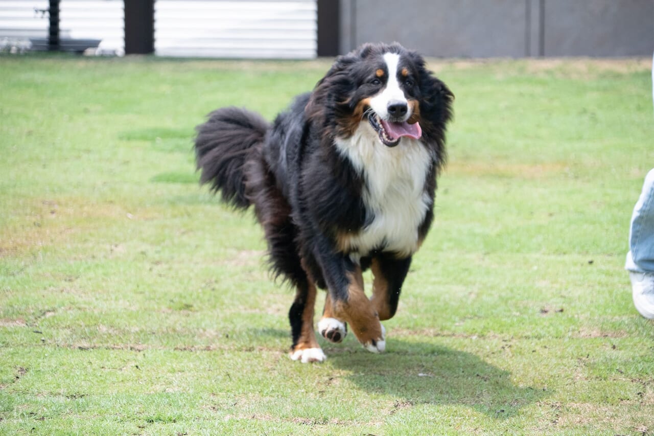 大型犬も思いきり遊べる、500平米のプライベートドッグラン