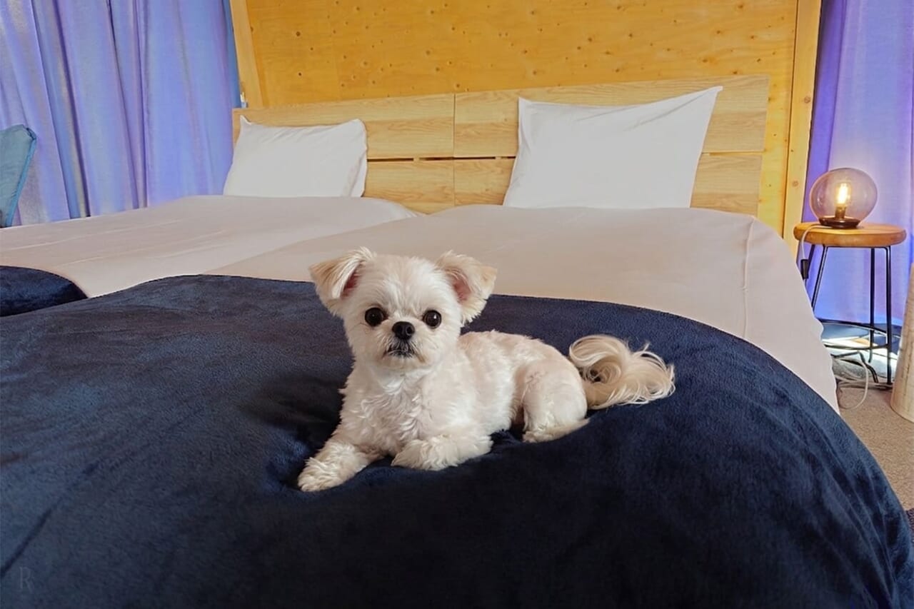  一緒に眠れる幸せ。愛犬と添い寝できるお部屋