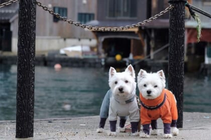 京都で叶える犬連れ観光リゾートの旅