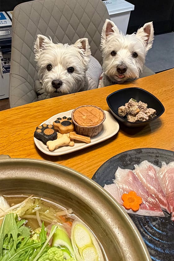 スタッフの方が終始親切だったドギーズリゾート伊根温泉