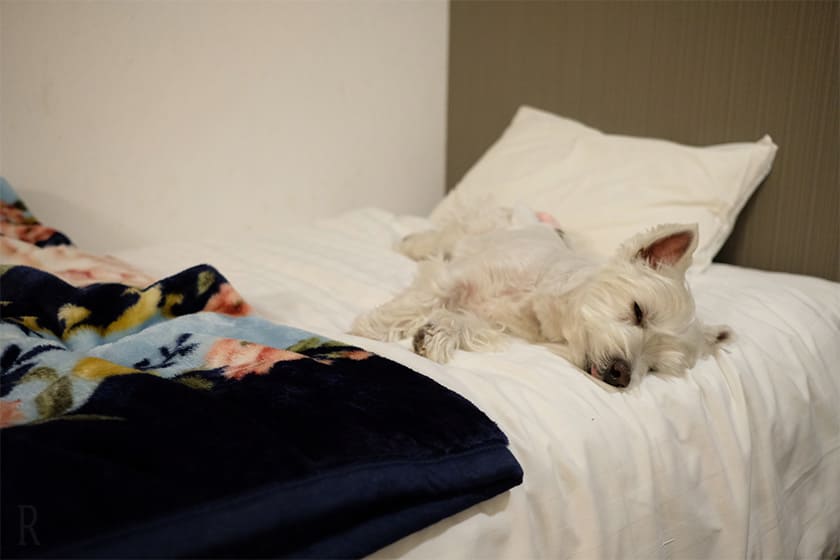 また犬と帰ってきたくなる、伊根の静かな京都のグランピングリゾート