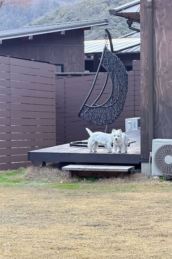 ドギーズリゾート伊根温泉