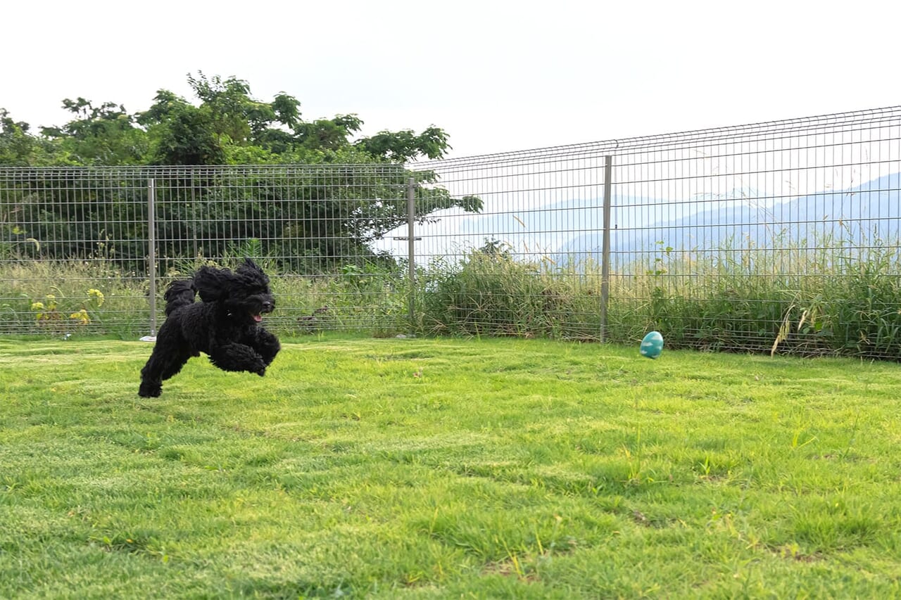 愛犬と心を通わせるプライベートなひととき