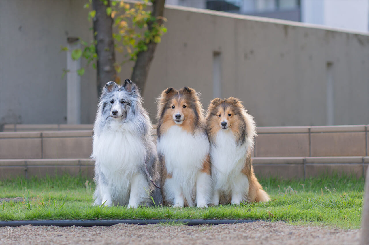 頭数や犬種制限なし。家族全員で過ごせます♪
