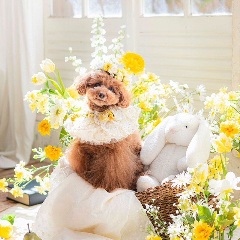 Vellちゃん