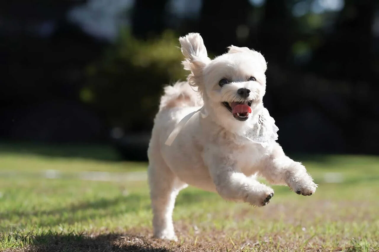 愛犬との自由な湯旅を。