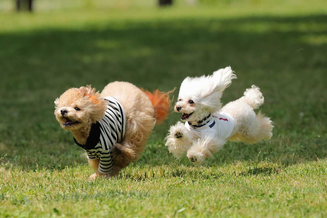 愛犬も満たされる、充実のドッグフレンドリーサービス